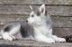 Siberian Husky Puppies for sale in Holland, MI 49423, USA. price: $650