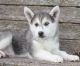 Siberian Husky Puppies for sale in Fort Lauderdale, FL, USA. price: $650