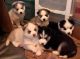 Siberian Husky Puppies for sale in Red Bluff, CA 96080, USA. price: NA
