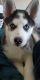 Siberian Husky Puppies for sale in Monterey, CA, USA. price: NA