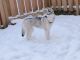 Siberian Husky Puppies for sale in Detroit, MI 48202, USA. price: $2,000
