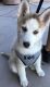 Siberian Husky Puppies for sale in Peoria, AZ 85381, USA. price: $2,500