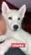 Siberian Husky Puppies for sale in 21593 Altamira Ave, Boca Raton, FL 33433, USA. price: NA