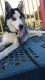 Siberian Husky Puppies for sale in Rochester, NY, USA. price: $5,853,630,000