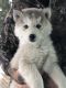 Siberian Husky Puppies for sale in Davison, MI 48423, USA. price: NA