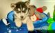 Siberian Husky Puppies for sale in Woodland Park, CO 80863, USA. price: NA