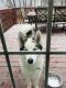 Siberian Husky Puppies for sale in New Castle, DE 19720, USA. price: NA