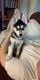Siberian Husky Puppies for sale in Lacey, WA, USA. price: NA