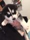 Siberian Husky Puppies for sale in Beaverton, OR, USA. price: $1,000