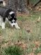 Siberian Husky Puppies for sale in Knoxville, TN, USA. price: $800