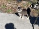 Siberian Husky Puppies for sale in Magnolia, TX, USA. price: NA