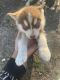 Siberian Husky Puppies for sale in 4120 Castle Hayne Rd, Castle Hayne, NC 28429, USA. price: NA