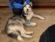 Siberian Husky Puppies for sale in Charlotte, TN 37036, USA. price: NA