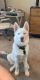 Siberian Husky Puppies for sale in Portland, OR, USA. price: $300