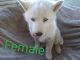 Siberian Husky Puppies for sale in Niangua, MO 65713, USA. price: NA