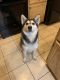 Siberian Husky Puppies for sale in Victorville, CA, USA. price: NA