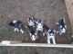 Siberian Husky Puppies for sale in Moscow Mills, MO, USA. price: NA
