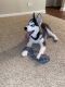 Siberian Husky Puppies for sale in Downers Grove, IL 60516, USA. price: $1,500