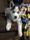 Siberian Husky Puppies for sale in Bakersfield, CA, USA. price: $350