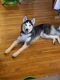 Siberian Husky Puppies for sale in Cortlandt Manor, NY 10567, USA. price: NA