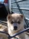 Siberian Husky Puppies for sale in Reno, NV, USA. price: $600