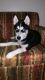 Siberian Husky Puppies for sale in West Chester, PA, USA. price: NA