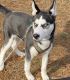 Siberian Husky Puppies for sale in Paterson, NJ, USA. price: NA