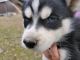 Siberian Husky Puppies for sale in LaFollette, TN, USA. price: NA
