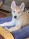 Siberian Husky Puppies for sale in Puyallup, WA, USA. price: NA