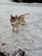 Siberian Husky Puppies for sale in Arlington, VT 05250, USA. price: NA