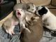 Siberian Husky Puppies for sale in Richlands, NC 28574, USA. price: NA