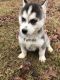 Siberian Husky Puppies for sale in Licking, MO 65542, USA. price: $400