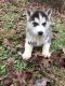Siberian Husky Puppies for sale in Licking, MO 65542, USA. price: NA