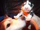 Siberian Husky Puppies for sale in Toutle, WA, USA. price: NA