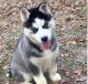 Siberian Husky Puppies for sale in Fort Bragg, NC, USA. price: $850