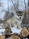 Siberian Husky Puppies for sale in Staples, MN 56479, USA. price: NA