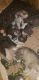 Siberian Husky Puppies for sale in Birdsboro, PA 19508, USA. price: $700