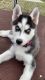 Siberian Husky Puppies for sale in Indianapolis, IN, USA. price: $400