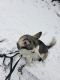 Siberian Husky Puppies for sale in Ringgold, GA 30736, USA. price: NA