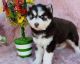Siberian Husky Puppies for sale in Albany, NY, USA. price: $500