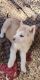 Siberian Husky Puppies for sale in Pueblo, CO, USA. price: $400