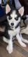 Siberian Husky Puppies for sale in Ashtabula, OH 44004, USA. price: $1,000