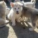 Siberian Husky Puppies for sale in Hillsboro, OR, USA. price: NA