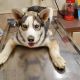 Siberian Husky Puppies for sale in Cleveland, TN, USA. price: $400