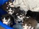 Siberian Husky Puppies for sale in Keene, TX, USA. price: $500