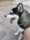 Siberian Husky Puppies for sale in 11727 Woodley Ave, Granada Hills, CA 91344, USA. price: $300