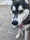 Siberian Husky Puppies for sale in 11727 Woodley Ave, Granada Hills, CA 91344, USA. price: $300