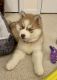 Siberian Husky Puppies for sale in Durham, NC, USA. price: NA