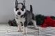 Siberian Husky Puppies for sale in Farwell, TX 79325, USA. price: NA