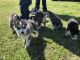 Siberian Husky Puppies for sale in Warner Robins, GA, USA. price: NA